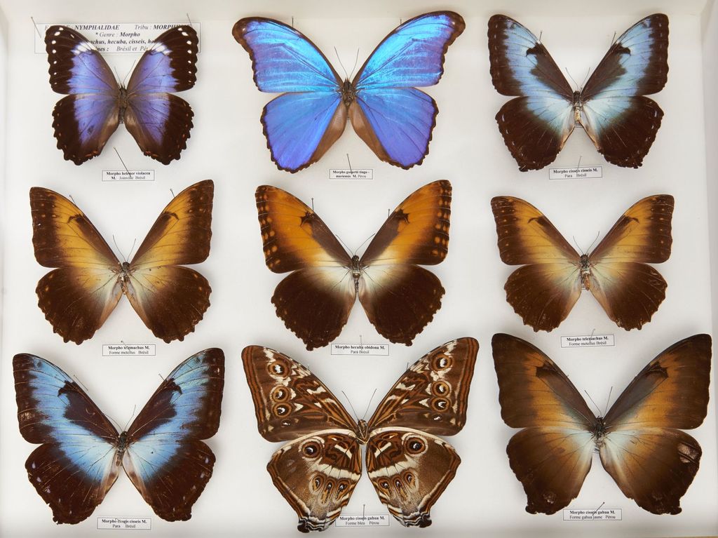 GRANDS MORPHOS planeurs, neuf trés beaux spécimens dont un rare Morpho ...