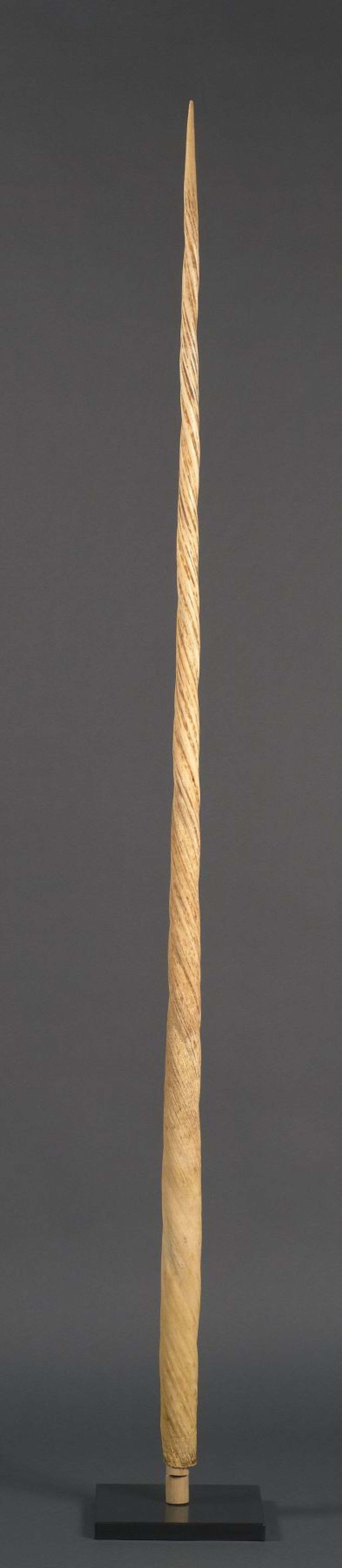 DENT DE NARVAL Narval (II/B) rostre, Monodon monoceros Long. 193 cm — free download
